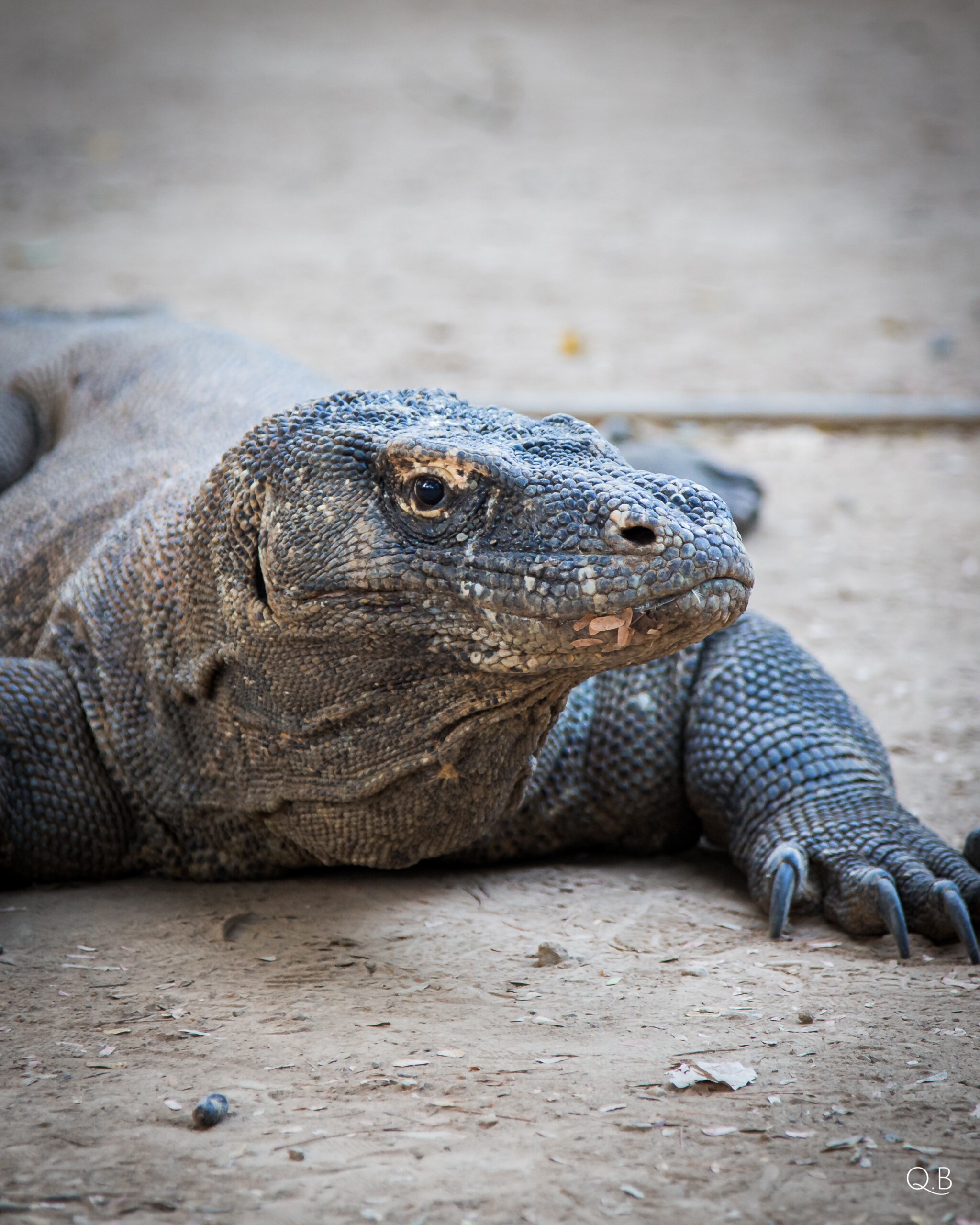 Lire la suite à propos de l’article Rencontrez le Dernier Dinosaure Vivant : Un voyage sur les Îles Komodo
